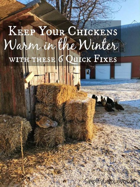 Keep Chickens Warm In Winter, Winter Chicken Coop, Chicken Coop Winter, How To Keep Chickens, Chickens In The Winter, Portable Chicken Coop, Best Chicken Coop, Coop Plans, Keeping Chickens