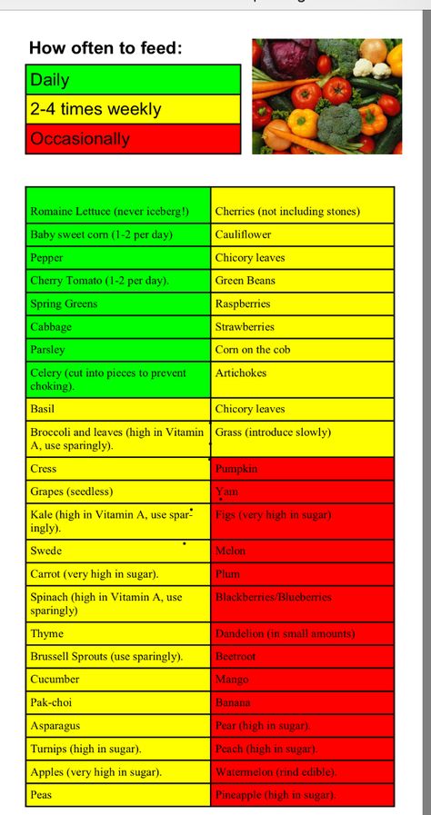 Guinea pig food Guinea Pig Food List, Pig Diet, Guinea Pig Diet, Russian Tortoise Diet, Guinea Pig Diy, Bearded Dragon Food, Bearded Dragon Diet, Pig Care, Guinea Pig Food