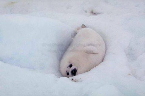 Harp Seal, Cute Seals, Seal Pup, Baby Seal, Animal Designs, Animal Photos, Silly Animals, Fluffy Animals, Cute Wild Animals