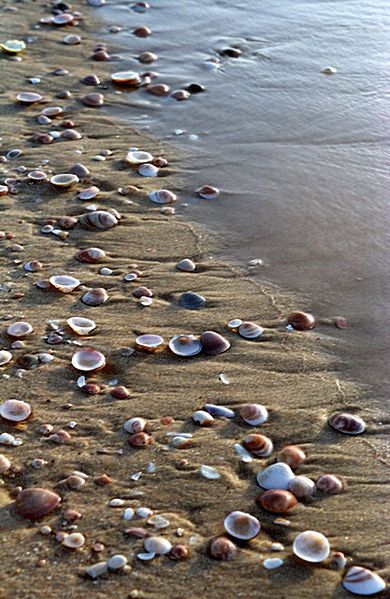 Shells  ❤ Terra Santa, She Sells Seashells, I Love The Beach, Sea Shore, Beach Wallpaper, Beach Living, Beach Time, Rimini, Beach Scenes