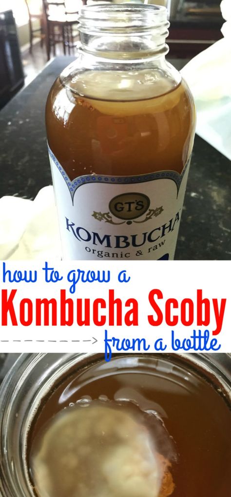 How Making Kombucha Scoby Mother From Scratch is Easy Making Kombucha, Make Your Own Kombucha, Diy Kombucha, Kombucha Flavors, Kombucha Scoby, Kombucha Recipe, Homemade Kombucha, Probiotic Drinks, Kombucha Tea