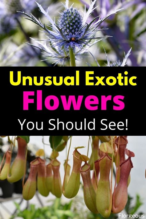 Top 11 Unusual and Exotic Flowers Around The World #exoticflowers #flowers #flower #florgeous Strange Flowers Unusual Plants, Most Beautiful Flowers In The World, Unusual Houseplants, Weird Flowers, Very Beautiful Flowers, Strange Flowers, Weird Plants, Rare Orchids, Flower Scent