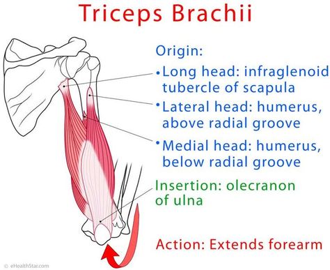 Triceps brachii anatomy and test (video) Insertion And Origin Of Muscles, Tricep Muscle Anatomy, Tricep Anatomy, Triceps Brachii Muscle, Surface Anatomy, Muscular System Anatomy, Massage Therapy School, Muscles Anatomy, Radial Nerve