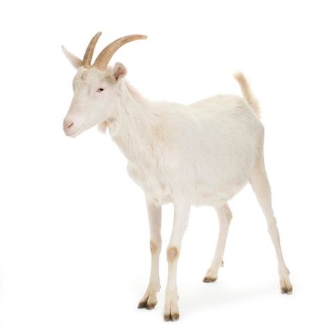 Goat standing up isolated on a white bac... | Premium Photo #Freepik #photo #animals #farm #goat #female Goat Anatomy, Indian Goat, Types Of Goats, Sugar Scull, Female Goat, Goats Funny, Cute Goats, Goat Farming, Baby Goats