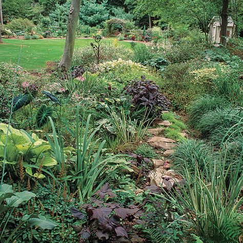 Small Garden Area Ideas, Rain Garden Plants Shade, Tall Shade Plants, Rain Garden Landscape, Sloping Garden Ideas, Sloping Garden, Garden Ideas On A Budget, Shade Landscaping, Shade Garden Design