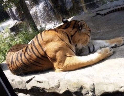 The muscles of a fully grown male tiger Male Tiger, Fitness Memes, Party Cocktail Dress, Workout Memes, Tiger Art, Rare Animals, Gym Memes, Best Gym, Big Cats