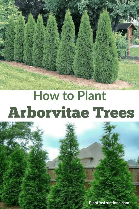 Emerald Arborvitae, Arborvitae Landscaping, Fast Growing Privacy Shrubs, Green Giant Arborvitae, Landscape Ideas Front Yard Curb Appeal, Giant Arborvitae, Emerald Green Arborvitae, Arborvitae Tree, Thuja Occidentalis