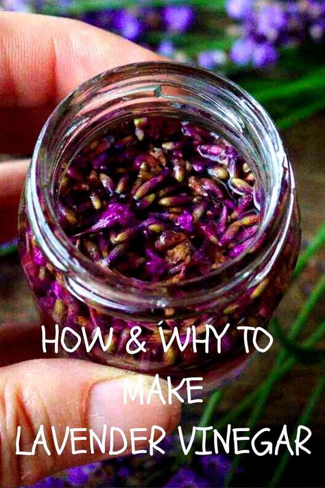 This easy-to-make lavender vinegar is a versatile herbal formula that supports healthy skin, softens your laundry, cleans your kitchen, or makes a great addition to your meals. Discover all of its uses and recipes. Medicinal Herbs Remedies, Herbal Vinegar, Infused Vinegars, Lavender Uses, Herbal Medicine Recipes, Herbal Remedies Recipes, Lavender Recipes, Holistic Recipes, Medical Herbs