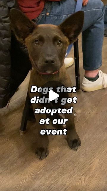 Dogs Getting Adopted, Foster Dog Room, Adopting Dog, Free Puppies For Adoption, Rescue Dogs For Adoption, Foster Puppies, Worthy Of Love, Free Puppies, Adopting A Dog