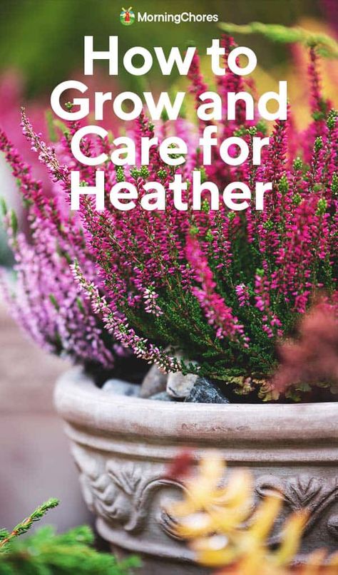 Heather In Garden, Permaculture Guilds, Morning Chores, Heather Gardens, Heather Plant, Heather Flower, Scottish Heather, Growing Moss, Vegetable Benefits