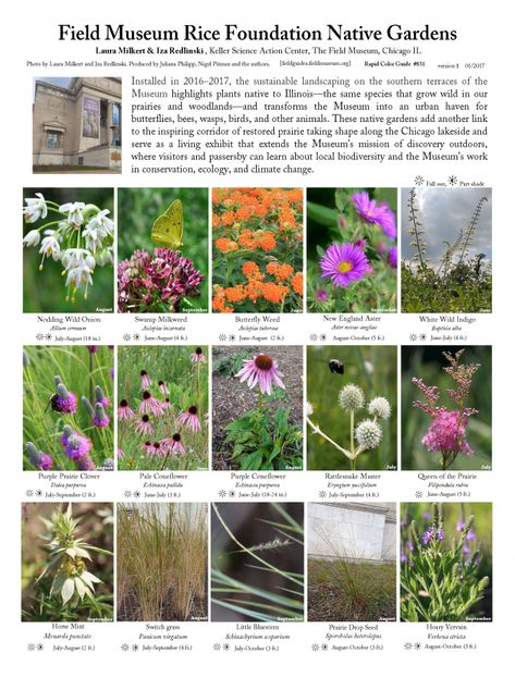 831_usa_rice_native_gardens-v1.pdf Garden Palette, Native Gardens, Sustainable Landscaping, Native Plant Gardening, Field Museum, Garden Inspo, Lake Shore Drive, Household Waste, Lake Shore