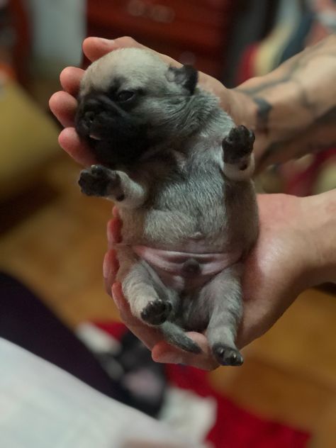 Pug Puppies, Pug, Puppies, Dogs, Animals