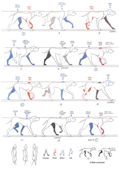 Walking Animation, Run Cycle, Piskel Art, Richard Williams, Dog Anatomy, Dog Animation, Animation Storyboard, Animation Sketches, 강아지 그림