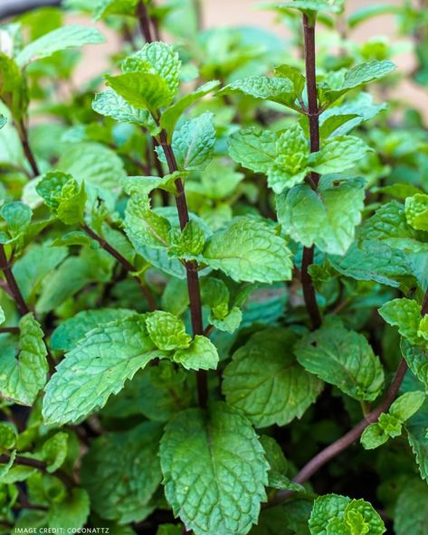 Herb Garden Tips, Herb Garden Outdoor, Mint Plant Care, Flowering Herbs, Mint Photography, Mint Plant, Easy Herbs To Grow, Mint Herb, Herb Garden Ideas