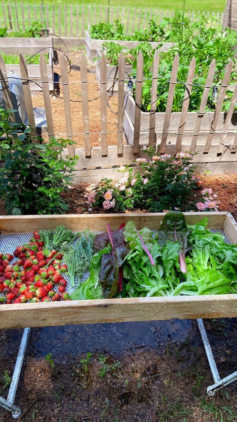 Garden Washing Station, Veggie Washing Station, Vegetable Washing Station, Veggie Wash, Wash Station, Washing Station, Garden Vegetable, School Garden, Veggie Garden