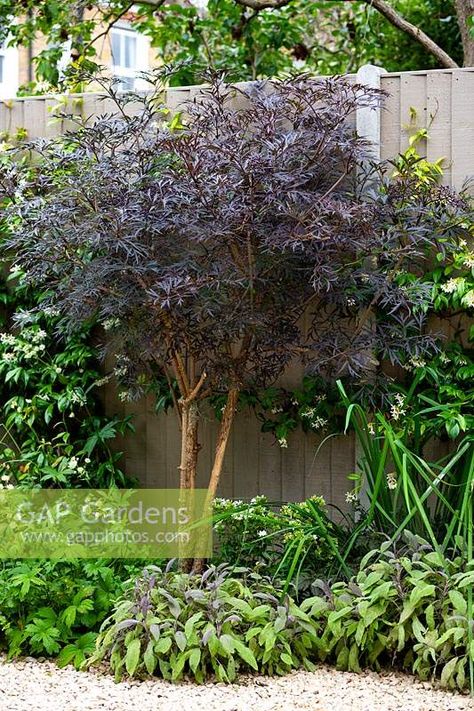 Black Lace Plant, Black Lace Elderberry Landscape, Lemony Lace Elderberry Landscaping, Sambucus Black Lace, Sambucus Nigra Black Lace, Black Lace Elderberry, Elderberry Tree, Mid Century Landscape, Small Trees For Garden