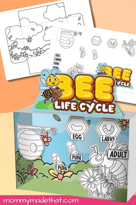 Life Cycle of a Bee Diorama (Free Printable) Bee Diorama, Jesus Preschool Activities, Insect Printables, Life Cycle Of A Bee, Origami Printables, Baby Jesus Craft, Bee Life Cycle, Life Cycle Craft, Homeschool Nature Study