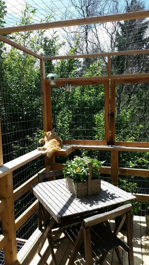 Catios (Cat Patios) You Have to See Right Meow – Meowingtons Catio Ideas Cat, Cat Patios, Cat House Outdoor, Catio Plans, Catio Ideas, Diy Cat Enclosure, Ideas For Cats, Cat Enclosures, Cat Home Decor