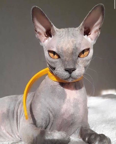 Sphynx Lovers on Instagram: ““The most elegant cat in the world” 🎩 Thanks to: @aleksandrasmolova #sphynx #sphynxcat #sphynxofinstagram #sphynxlair #sphynxlove…” Elegant Cat, Hairless Cat, Sphynx, The World, Yellow, On Instagram, White, Instagram