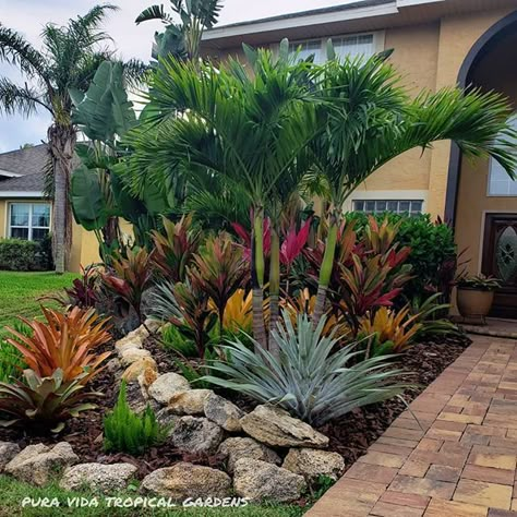 Florida Plants Landscaping, Tropical Backyard Landscaping, Tropical Landscape Design, Palm Trees Landscaping, Florida Landscaping, Tropical Garden Design, Small Front Yard Landscaping, Tropical Backyard, Tropical Landscape