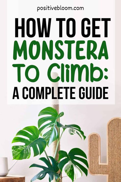 Montesara Plant Care, Decorating With Monstera Plant, Support For Monstera Plant, Monstera On Wall, Monstera Climbing Frame, Monstera Deliciosa Support, How To Repot Monstera Deliciosa, Monstera Plant Care Tips, Monstera Plant Repotting