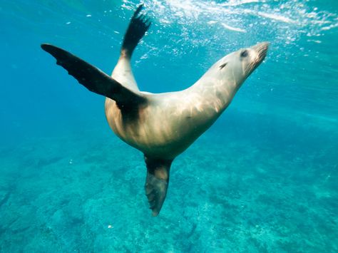 Synchronized swimming, sea lion style | by altsaint Lion Swimming, African Animals Photography, Swimming Sea, Lion Photography, Synchronized Swimming, Underwater Art, Water Life, Sea Lion, Marine Animals