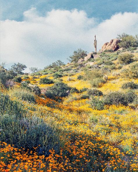 Kevin Russ (@kevinruss) • Instagram photos and videos Southwest Art Paintings, Western Room Decor, Spring Desert, Arizona Wildflowers, Desert Scenes, Wildflower Photography, Western Room, Southwest Landscape, Orange Poppies