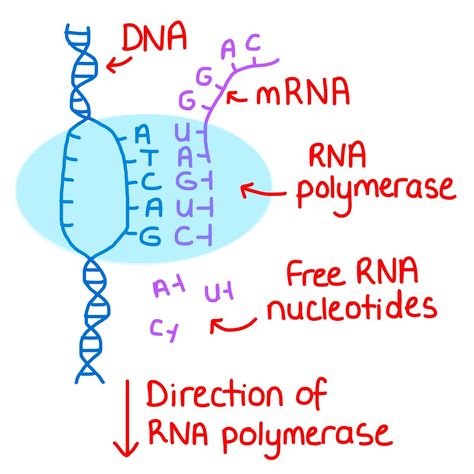 Dna Transcription Notes, Dna Notes Biology, Mrna Transcription, Transcription Biology, Transcription Notes, Bioinformatics Aesthetics, Alevel Biology, Zoology Notes, Dna Background