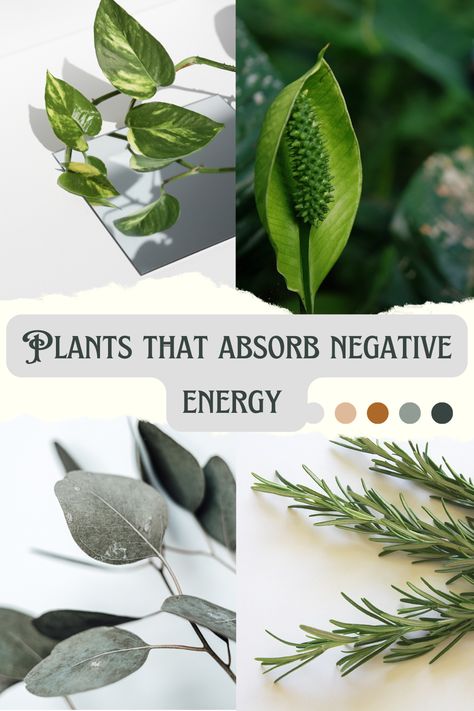 15 Plants That Absorb Negative Energy And Radiate Positivity Cleanse Home Of Negative Energy, How To Remove Negative Energy From Home, Remove Negative Energy Home, Plants For Positive Energy, Absorbing Energy, Negative Energy Cleanse, Negative Person, Shadow Plants, Rosemary Plant