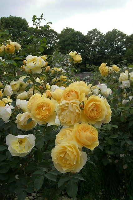 Yellow Roses Aesthetic, Yellow Rose Garden, Yellow Flowers Garden, Mottisfont Abbey, Yellow And White Flowers, Yellow Plants, Yellow Garden, Rose Seeds, Garden Design Layout