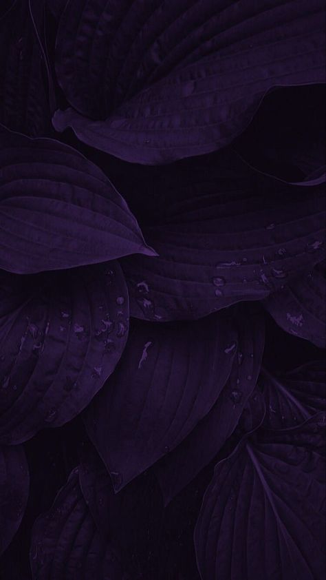 Hd Walpepar Hd Wallpaper, Dark Violet Wallpaper, Purple Wallpaper Hd, Dark Purple Wallpaper, Dark Background Wallpaper, Dark Nature, Wallpaper Doodle, Lovely Flowers Wallpaper, Wallpaper Nature Flowers