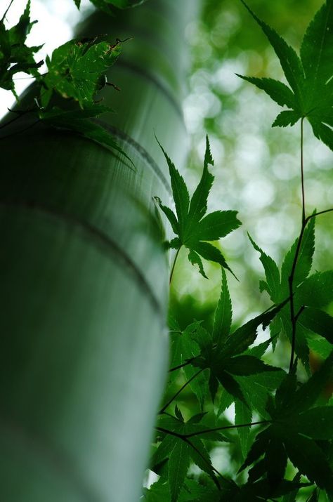 The Perfect World. Welcome \O/ - iseo58: Japan Lijepe Pozadine, Japan Garden, Japanese Bamboo, Lucky Bamboo, Whimsical Garden, Green Nature, Zen Garden, Delicate Flower, Green Aesthetic