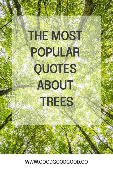 Lush green tree canopy with text overlay "The Most Popular Quotes About Trees" and a website address at the bottom. Quotes About Trees Wise Words, Quotes About Trees Nature, The Trees Are About To Show Us, Tree Sayings Quotes, Roots Quotes Inspiration, Tree Quotes Short, Tree Quotes Inspirational Short, Trees Quotes Nature, Quotes About The Woods