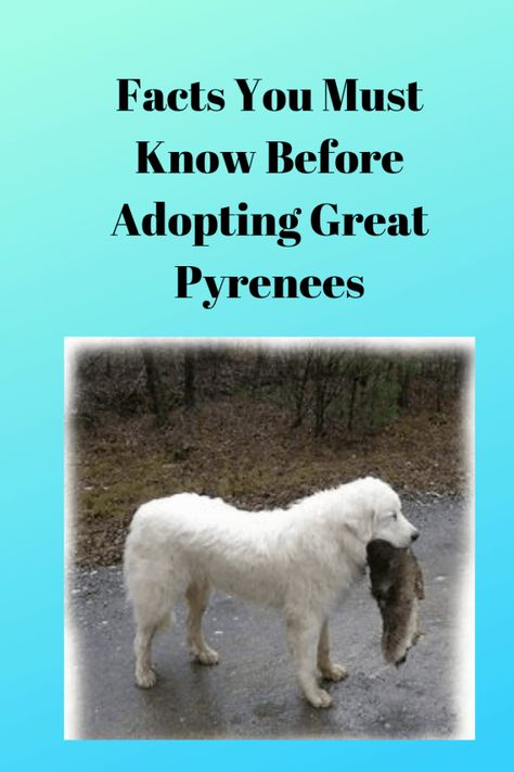 Pyrenees Puppies, Great Pyrenees Puppy, Pyrenean Mountain Dog, Bernese Mountain Dogs, Pyrenees Dog, Mini Schnauzer Puppies, Best Guard Dogs, Livestock Guardian Dog, Dog Advice