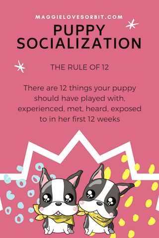 Puppy socialization - the rule of 12 Puppy Socialization, Dog Minding, Puppy House, Easiest Dogs To Train, Dog Behavior Problems, Puppy Training Tips, Aggressive Dog, Training Your Puppy, Boston Terriers