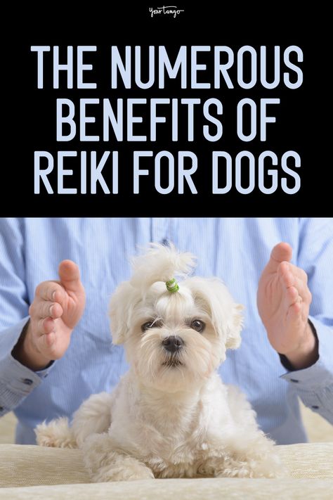 The Numerous Benefits Of Reiki For Dogs | Patricia Bonnard | YourTango Benefits Of Reiki, Pet Healing, Reiki Session, Holistic Pet Care, Animal Reiki, Rescue Puppies, Cold Medicine, Reiki Practitioner, Losing 40 Pounds