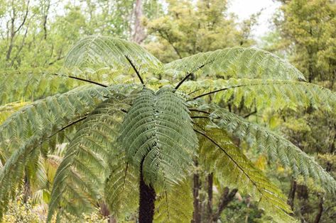 Fast-growing, award-winning Cyathea cooperi (Australian Tree Fern) is an evergreen tree fern with a very attractive terminal rosette of gracefully arching, lacy, emerald-green fronds, up to 13 ft. long (4 m). The new fronds or 'fiddleheads' are particularly beautiful, curled up with a delicate covering of silky hairs. The undersides of the mature fronds are covered with dusty brown sori aligned in rows. The slender, pale trunk is patterned with contiguous oval scars from older fronds. Incredibly Cyathea Cooperi, Australian Tree Fern, Australian Trees, Silver Plant, Drought Tolerant Perennials, Dusty Brown, Tree Fern, California Garden, Plants To Grow