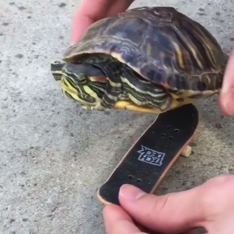 Nature Animals Travel on Instagram: “But have you ever seen a skateboarding turtle before?🐢😂 Follow @naturee for more!👈⠀⠀⠀⠀ ⠀ Tag someone that should see this!👇 🎥 by…” Technology Gifts, Turtle Love, Gadget Gifts, How To Make Diy, Weird Animals, Best Funny Videos, Green Day, Nature Animals, Tag Someone