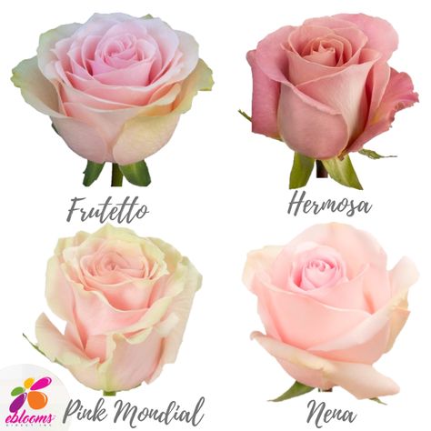 Light Pink Roses Assorted Bulk Flowers Online, Light Pink Roses, Pink Roses Wedding, 12 Roses, Flower Varieties, Peach Wedding Flowers, Planting Tips, Debutante Ball, Rose Varieties