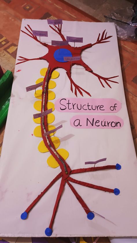 Cell Biology Project Ideas, Nerve Cell Model Project, Nerve Cell Model, Nervous System Model, Nervous System Projects, Neuron Diagram, Neuron Model, Cell Model Project, Bio Project