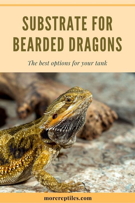 There are multiple factors to consider when choosing a substrate for bearded dragon. Find out how to choose the best one here. Bearded Dragon Substrate, Bearded Dragon Habitat, Baby Bearded Dragon, Leopard Gecko, Health And Happiness, Bearded Dragon, Gecko, Habitat, I Am Awesome