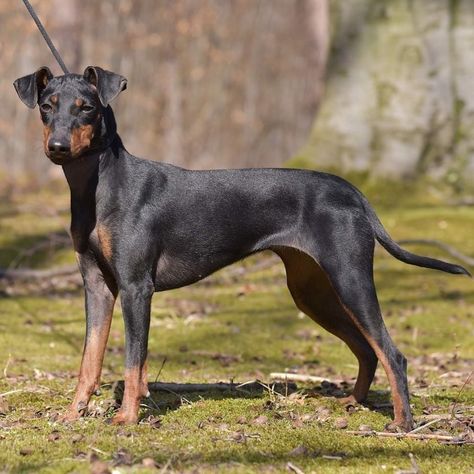 Dog Breed ➡️ MANCHESTER TERRIER From @metheora_team 🐶 ZINA Metheora 1 Years Old Country 🇵🇱 . #manchesterterrier All Breeds Of Dogs, Disabled Dog, Manchester Terrier, Purebred Dogs, Pretty Dogs, Mixed Breed Dogs, American Kennel Club, Sporting Dogs, Mixed Breed