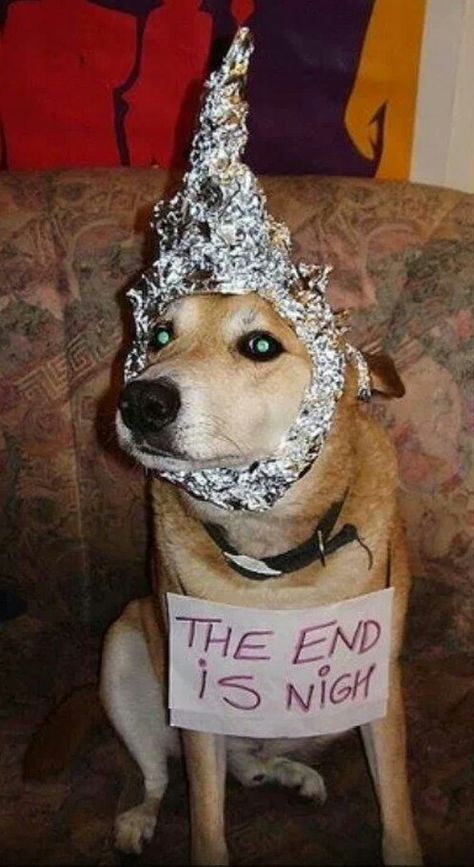 Doom dog Foil Hat, Brain Hacks, Tin Foil Hat, Pet Psychic, Brain Tricks, Mf Doom, Cowgirl Party, Tin Foil, Lost In Space