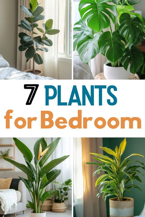 An inviting bedroom layout with two plants prominently displayed. On the left, a rubber plant with broad leaves positioned beside a window, basking in sunlight. On the right, a lush monstera plant with its characteristic split leaves in a stylish pot. The text overlaying the image reads "7 PLANTS for Bedroom" in a contemporary font that stands out against the backdrop. Indoor Plants For Bedroom, Plants For Oxygen, Indoor Lavender Plant, Plants For Bedroom, Snake Plant Decor, Indoor Plants Bedroom, Best Bedroom Plants, Best Plants For Bedroom, Bedroom Shelves