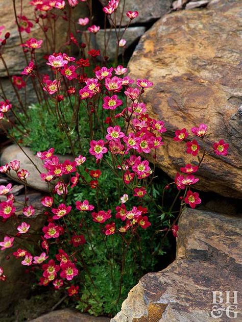 Drought Tolerant Perennials, نباتات منزلية, Rock Garden Design, Best Perennials, Alpine Plants, Rock Garden Landscaping, Have Inspiration, Rock Wall, Drought Tolerant Plants