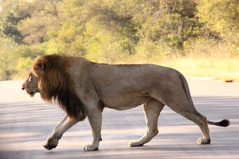 Lion (panthera leo) | por Peet van Schalkwyk Lion Body Drawing, Lion Body Reference, Lion Full Body, Lion Reference, Walking Lion, Lion Standing, Lion Walking, Lion Sketch, Tattoo Lion