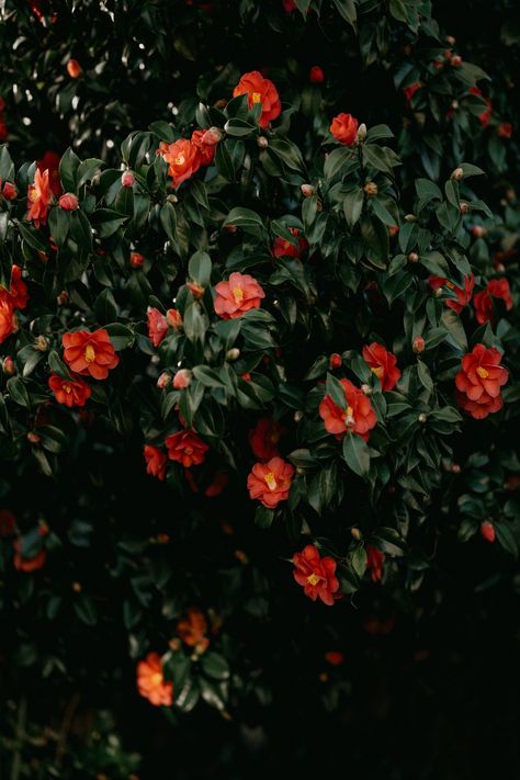 Camellia Aesthetic, Red Camellia, Camellia Japonica, Rose Images, Camellia Flower, Leaf Background, Male Man, Nature Images, Green Wallpaper