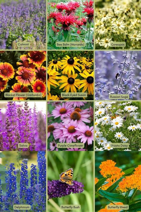 These fantastic, blooming perennials provide food, habitat, and even winter shelter for bees, butterflies, and birds. Some like the Butterfly Weed are on of the few plant Monarchs will lay eggs on. Plant now for years of color and gorgeous gardens. These will all come back each year in zones 4 and warmer. #perennialsforpollinators #flowersbeeslove #butterflygardening Pollinator Garden Design, Butterfly Garden Plants, Flower Garden Plans, Butterfly Garden Design, Bloom Where Youre Planted, Gothic Garden, Butterfly Plants, Perennial Flowers, Cottage Garden Plants