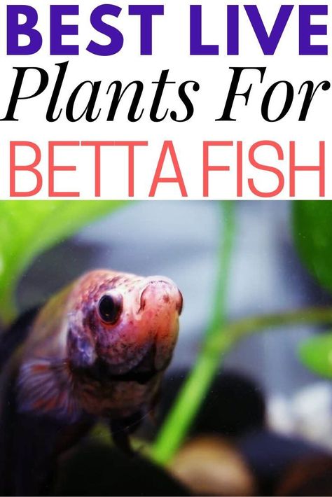 Placing live plants in the aquarium for your betta fish can be beneficial long term. Here's why and which plants are best for you and the betta. #aquariums Plants For Fish Bowls, Beta Fish Terrarium Diy, Beta Fish Tank With Live Plants, Mosscore Room, Plants For Beta Fish Bowl, Betta Tank Plants, Fish Bowl With Live Plants, Plants For Betta Tank, What Fish Can Live With Bettas