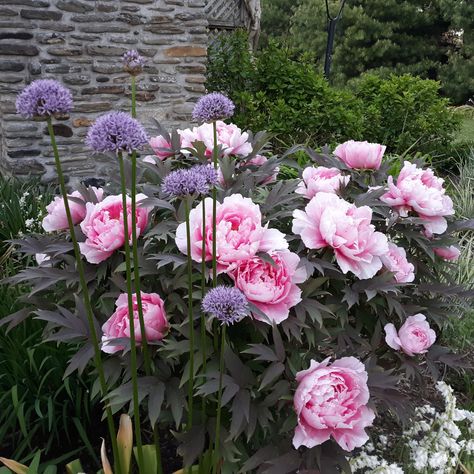 Charlene's Pennsylvania Garden - FineGardening Fringe Tree, Fine Gardening Magazine, Sweet Woodruff, Lawn Alternatives, Crabapple Tree, Corner Garden, Fine Gardening, Peonies Garden, Container Design